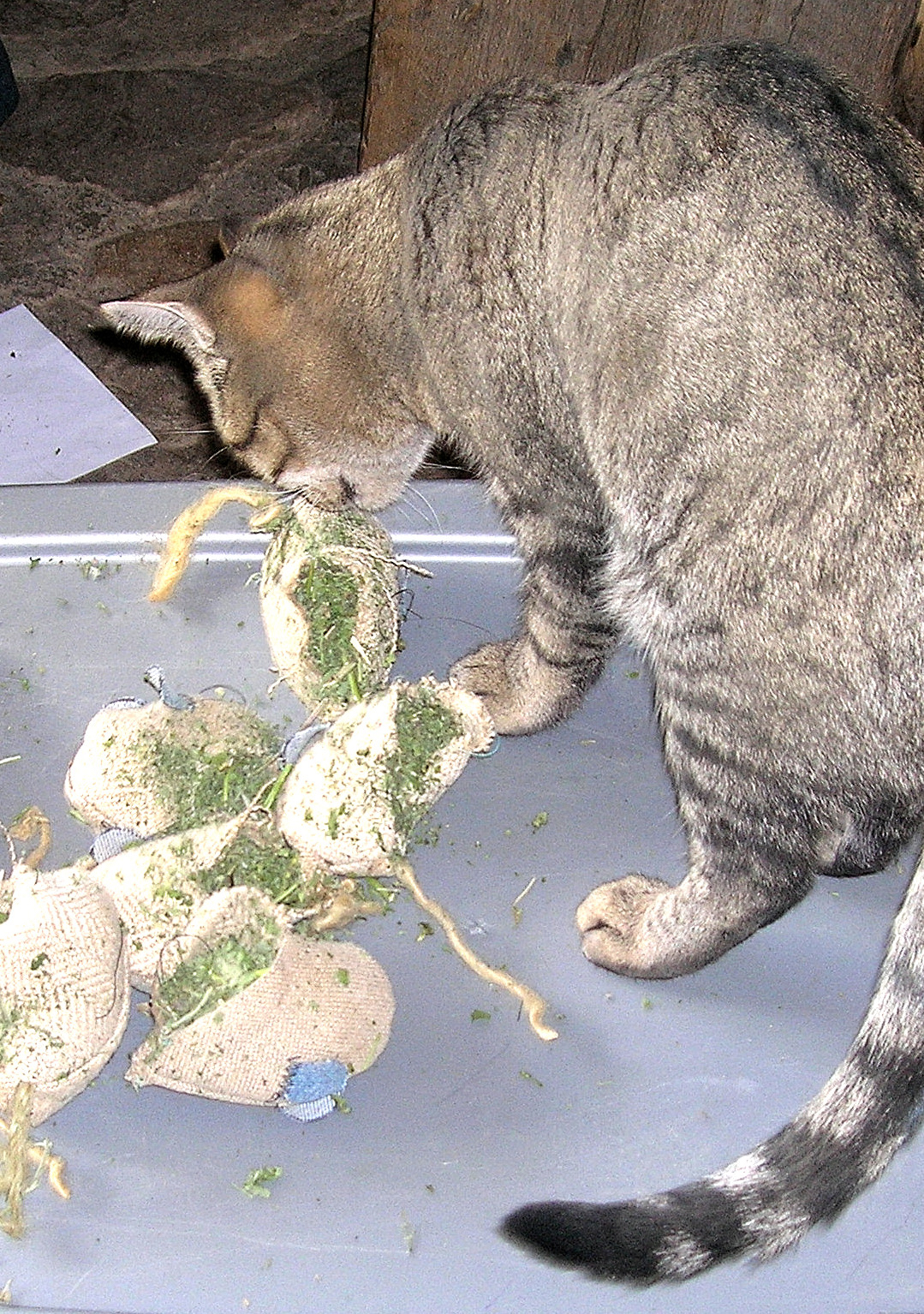 Kirby Inspects Each Batch Of Catnip Kitty Toys for Quality.