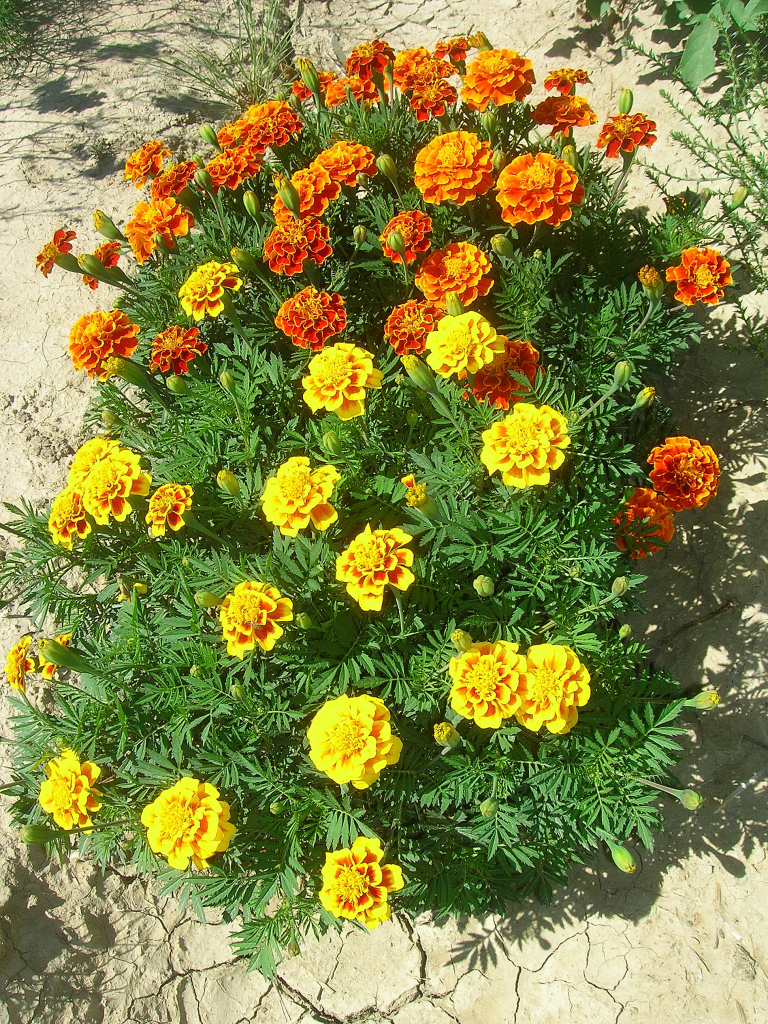 genetic diversity marigolds
