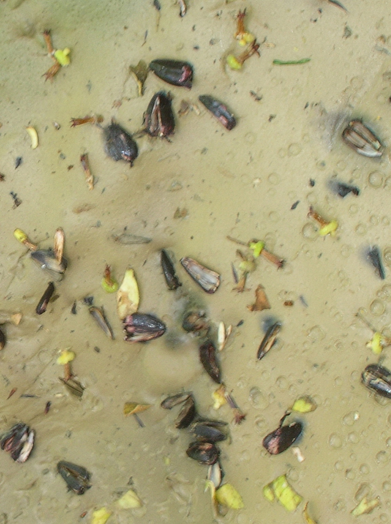 Hopi Black Dye Mud