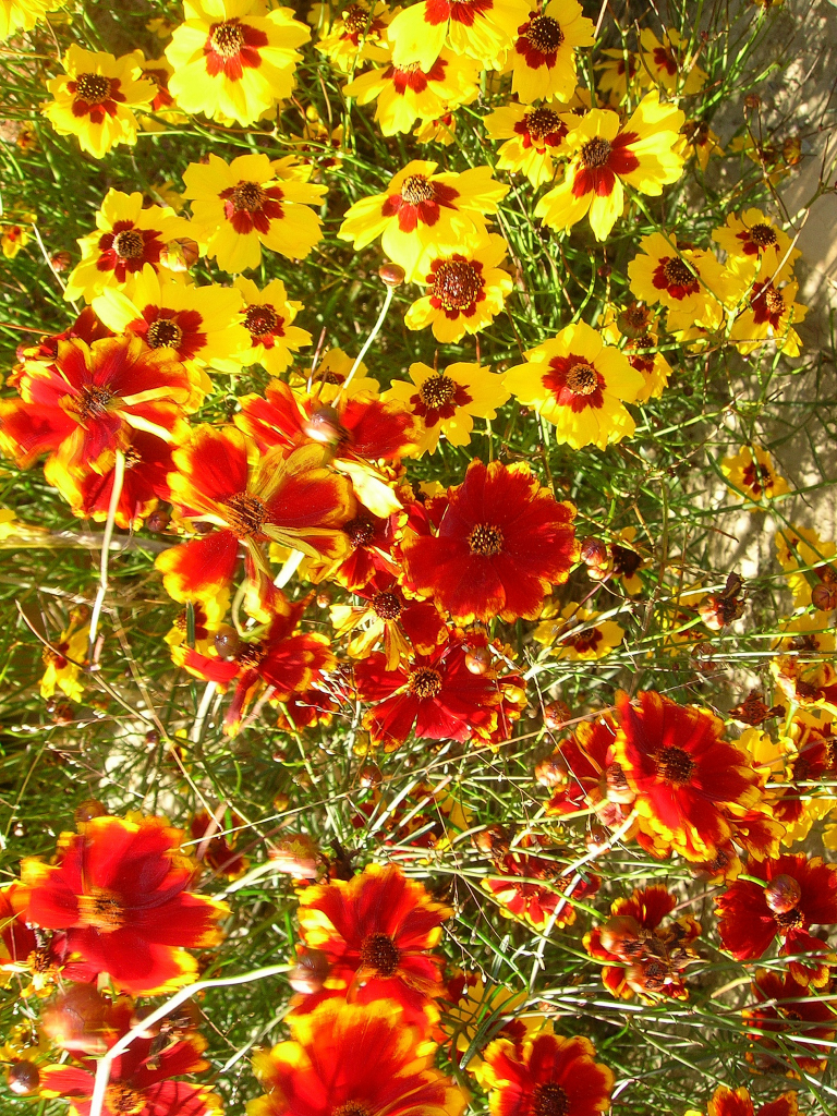genetic diversity correopsis