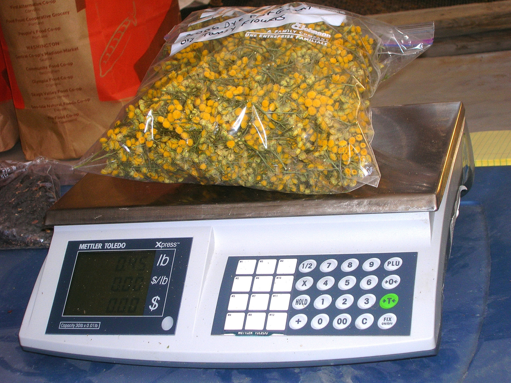 tansy harvest
