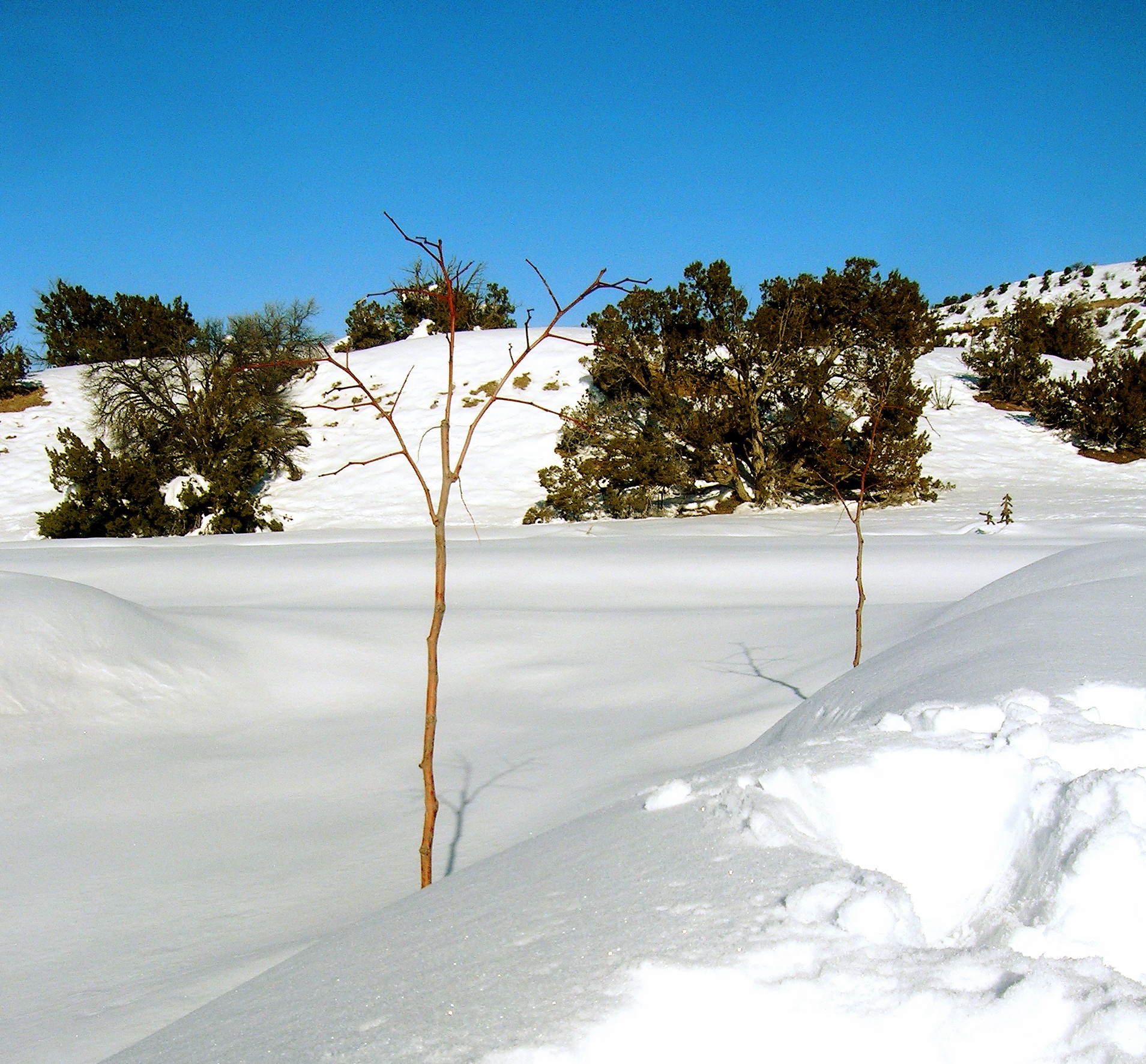 snowjub