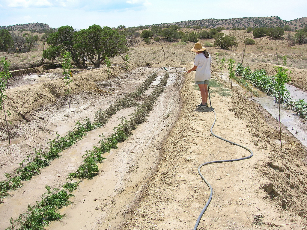 hosing off the tansy